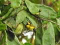 Hooded Warbler Setophaga citrin. Perched on a branch in front of a cactus.