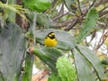 Hooded Warbler, Setophaga citrin. Perched on a cactus.