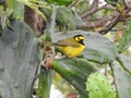 Hooded Warbler, Setophaga citrin. Perched on a cactus.