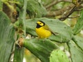 Hooded Warbler, Setophaga citrin. Perched on a cactus.