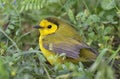 Hooded warbler Setophaga citrina