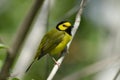 Hooded Warbler ( Wilsonia citrina ) Royalty Free Stock Photo