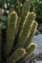 Hoodia gordonii cactus plant succulent Royalty Free Stock Photo