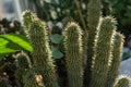 Hoodia gordonii cactus plant succulent Royalty Free Stock Photo