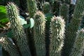 Hoodia gordonii cactus plant succulent Royalty Free Stock Photo