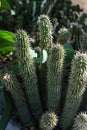 Hoodia gordonii cactus plant succulent Royalty Free Stock Photo