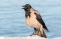 Hoodie crow cawing on the river bank Royalty Free Stock Photo