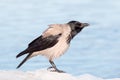 Hoodie crow cawing on the river bank in winter Royalty Free Stock Photo