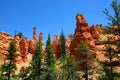 Hoodoo spires and ponderosa pines in Bryce Canyon National Park Royalty Free Stock Photo