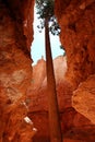 Hoodoos in Bryce Canyon, Utah, USA Royalty Free Stock Photo