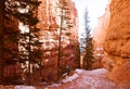 The Hoodoos, Bryce Canyon, Utah, USA Royalty Free Stock Photo