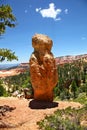 Hoodoos and Ponderosa Pines in Bryce Canyon National Park Royalty Free Stock Photo