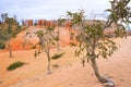 Orange lunar landscape of Bryce National Park, April 2019