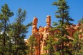 Red orange hoodoos standing guard in green forest against blue sky Royalty Free Stock Photo