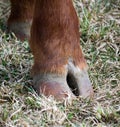 Hoof Royalty Free Stock Photo