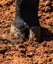 Hoof of an black ox`s paw on a dirt ground