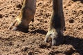 Hoof of an brown cows paw on a dirt ground