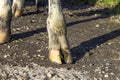 Hoof of a cow standing on a path, manure dirt, white fur Royalty Free Stock Photo