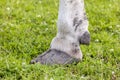 Hoof of a dairy cow standing in a green grass field, white shoe Royalty Free Stock Photo