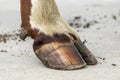 Hoof of a dairy cow standing on a path, red and white fur Royalty Free Stock Photo