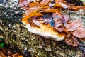 Hoof Fungi Growing Out of a Tree Trunk. Autumn Scene