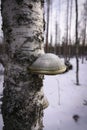 Hoof fungus with birch Royalty Free Stock Photo