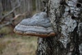 Hoof fungus Royalty Free Stock Photo