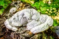 Hoof Fungus Growing on a Fallen Tree Trunk