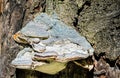 Hoof Fungus Growing on a Fallen Tree Trunk Royalty Free Stock Photo