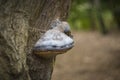 Hoof fungus on a tree bark in the forest