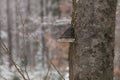 Hoof Fungus on a tree trunk Royalty Free Stock Photo