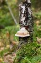 Hoof fungus on a tree trunk in the forest