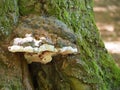 Hoof fungus Wood mushroom on a tree Royalty Free Stock Photo