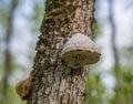 The hoof fungus & x28;fomes fomentarius& x29; on mossy oak. Royalty Free Stock Photo