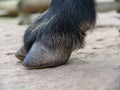 Hoof of a goat