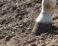 Hoof of a horse Royalty Free Stock Photo