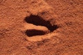 Hoof imprint of an African antelope