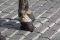 Hoof and leg of a grey horse on pavement