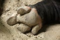 Hoof of the Malayan tapir Tapirus indicus Royalty Free Stock Photo