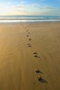 Hoof prints in the sand