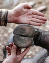 Hoof of wild African buffalo compared to the palm of human