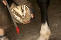 Hoofcare at horses foot, farrier at work on a barefoot horse Royalty Free Stock Photo