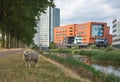 Cityscape of dutch city Hoofddorp with sheep in front of the modern buildings