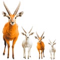 Hoofed Mammals Antelope Showcase Royalty Free Stock Photo