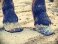 Hoofs after blacksmith care. Detail of unshod horse hoof