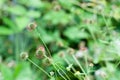 Hook shaped green seeds of a wood avens