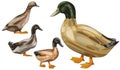 Khaki campbell duck