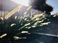 Hooked bristlegrass with backlight, fence background.