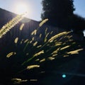 Hooked bristlegrass with backlight . square photo image.