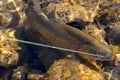 Hooked Cutthroat Trout